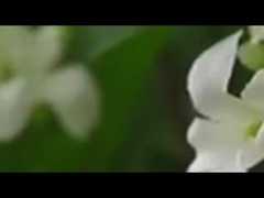 Une seule branche de 