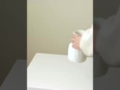 Simulation de 8 petits cactus, imitation de vrais et de faux cactus, décoration intérieure, mariage