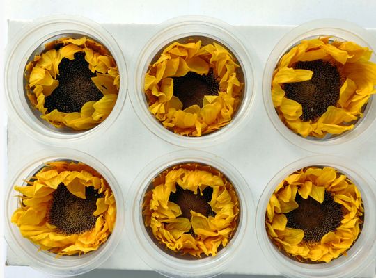 acheter Éternelle fleur de tournesol éternelle fleur de tournesol boîte cadeau dôme de verre bouquet de fleurs matériaux de conservation fleurs tournesol en gros fabrication en ligne