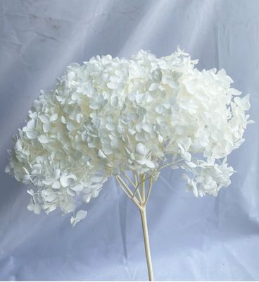 Un bon prix. Anna Hortensia Fleur Préservée Fleur Sèche Hortensia Artificiel Décoration Maison Matériel de Bricolage DIY Gros Hortensia Unique en ligne